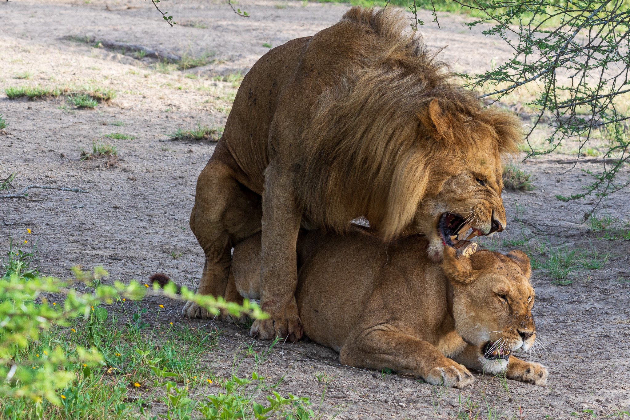 tanz18feb24serengeti74.jpg