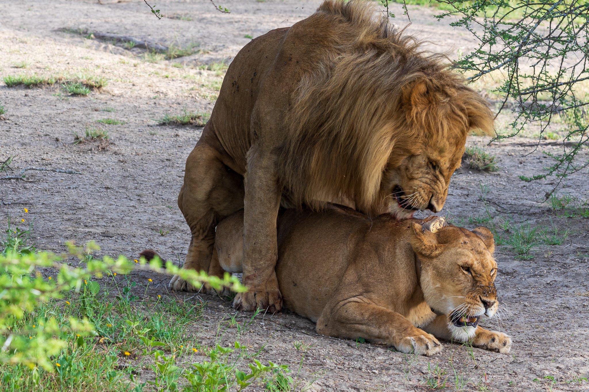 tanz18feb24serengeti75.jpg