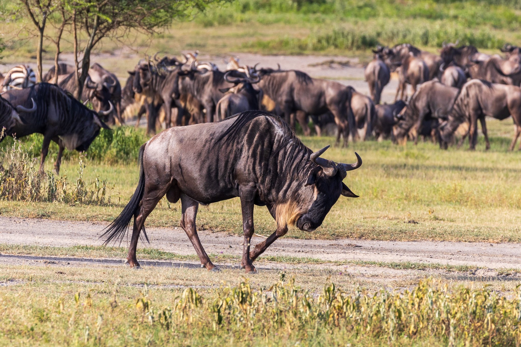 tanz18feb24serengeti80.jpg