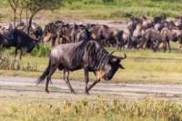 tanz18feb24serengeti80_small.jpg