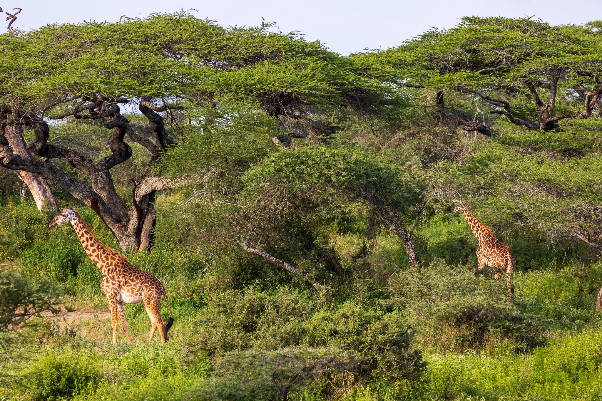 tanz18feb24serengeti87.jpg