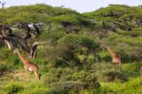 tanz18feb24serengeti87_small.jpg