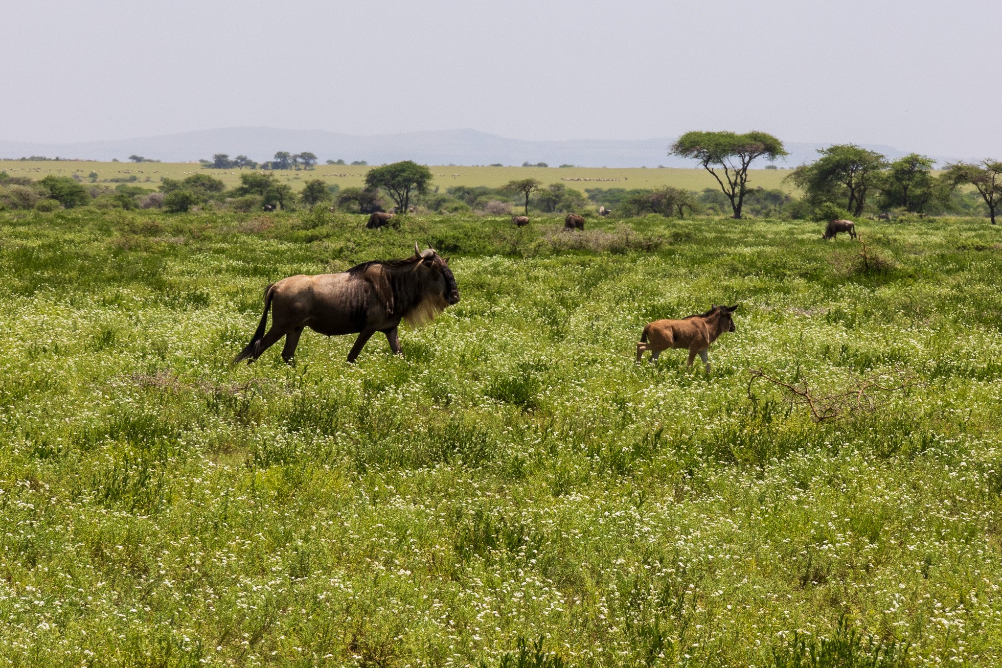 tanz18feb24versoserengeti7.jpg