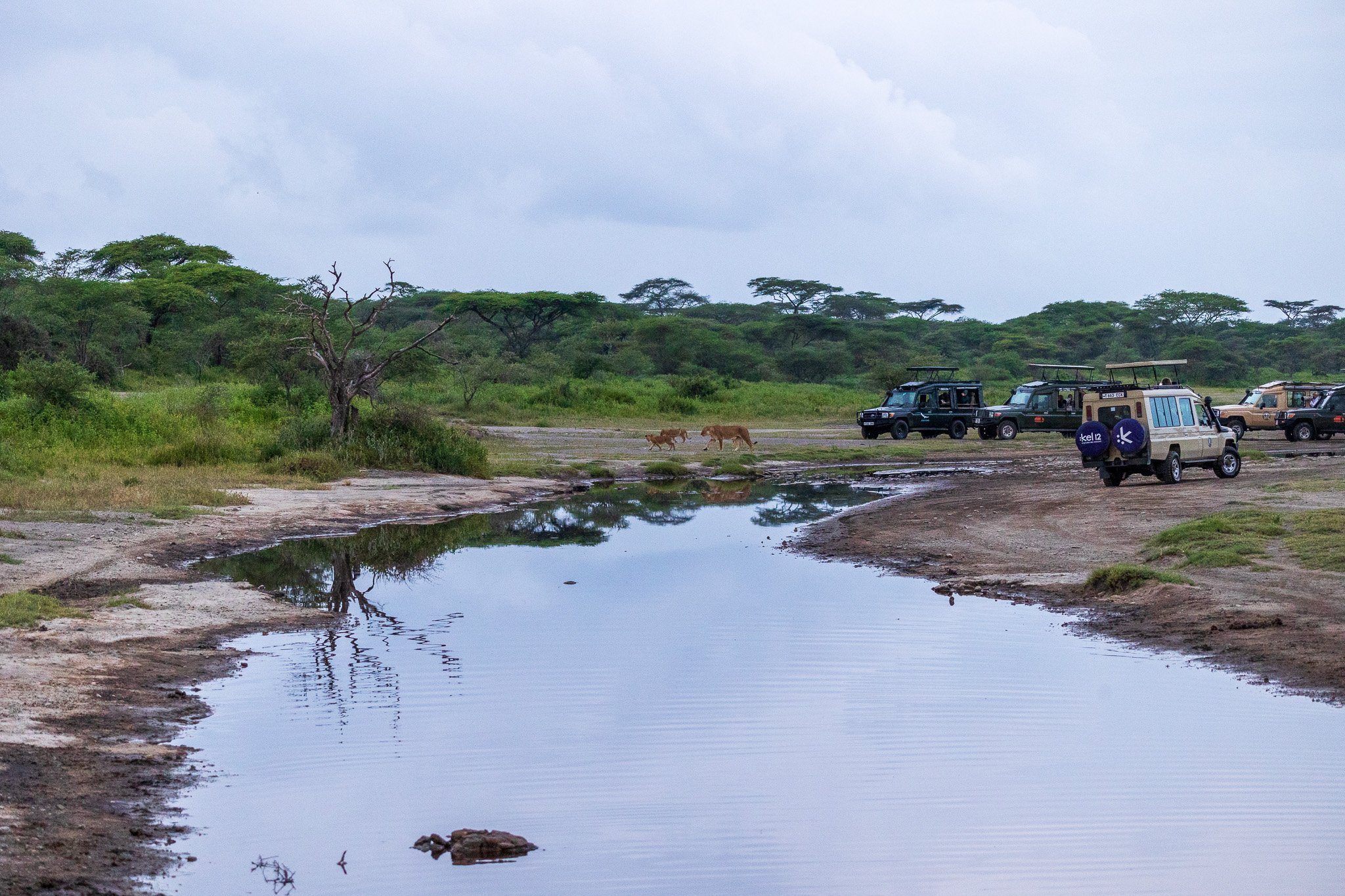 tanz19feb24serengeti.jpg