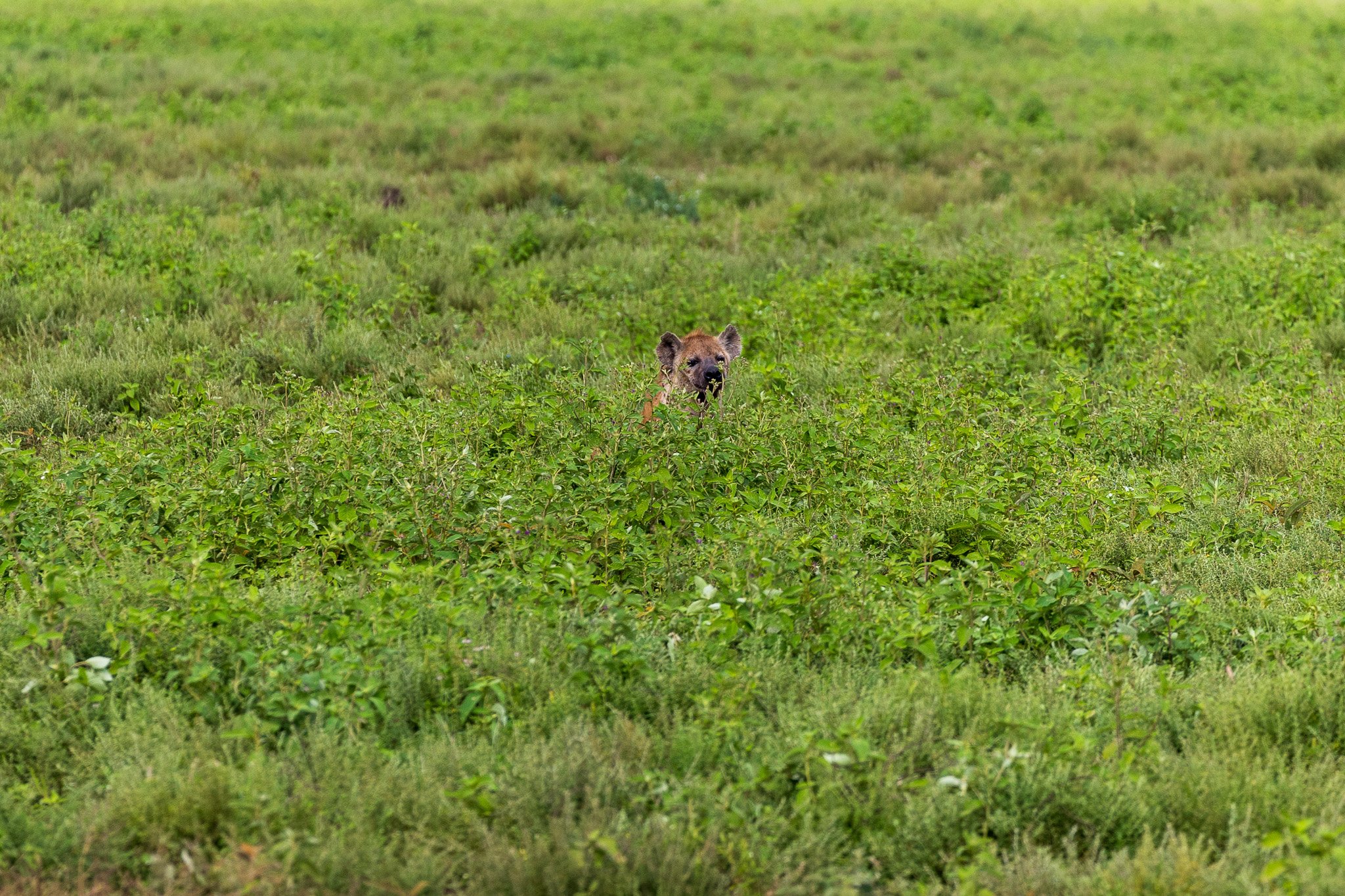 tanz19feb24serengeti100.jpg