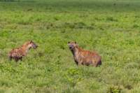 tanz19feb24serengeti101_small.jpg