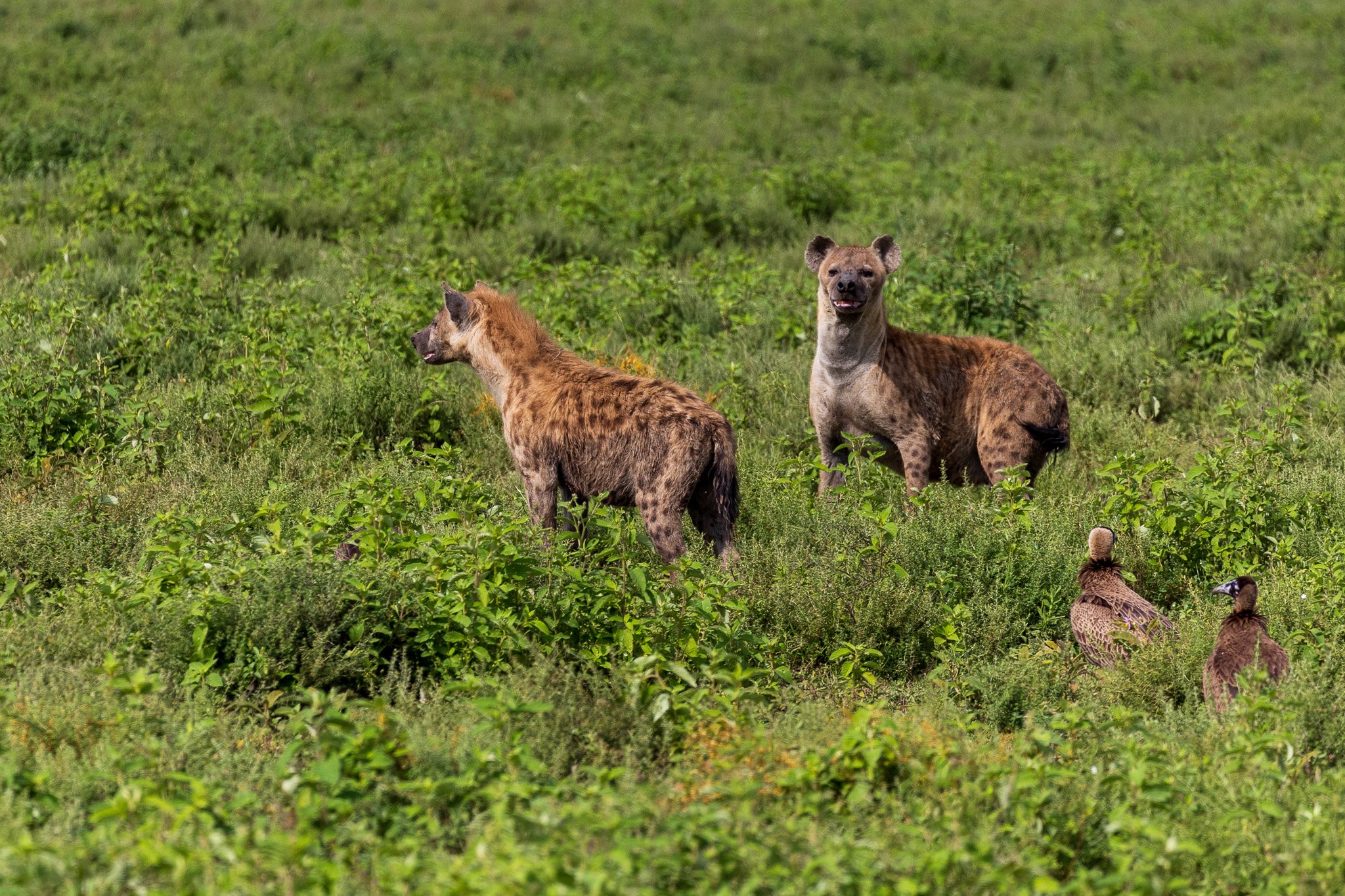 tanz19feb24serengeti103.jpg