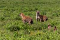 tanz19feb24serengeti103_small.jpg