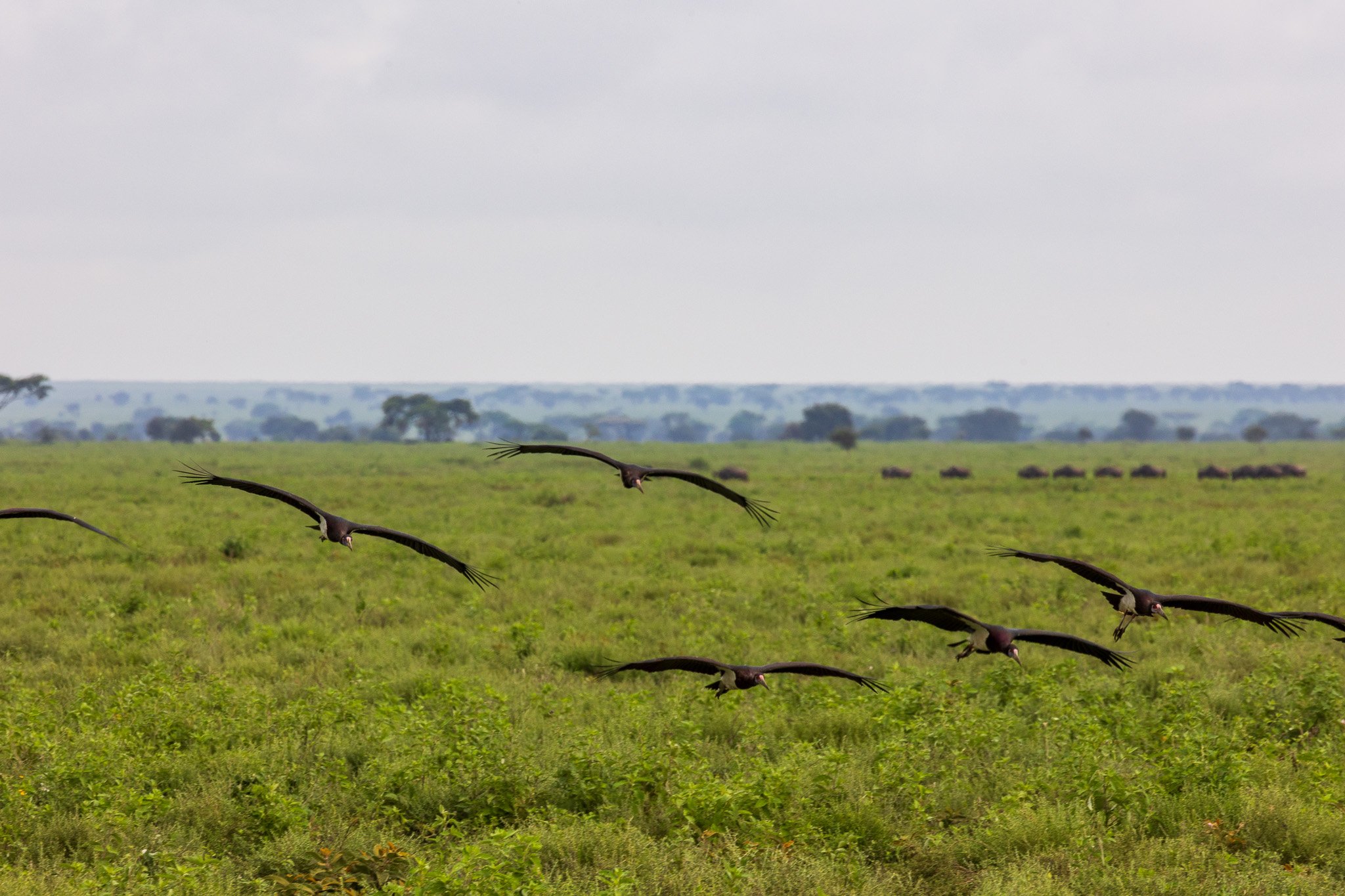 tanz19feb24serengeti115.jpg