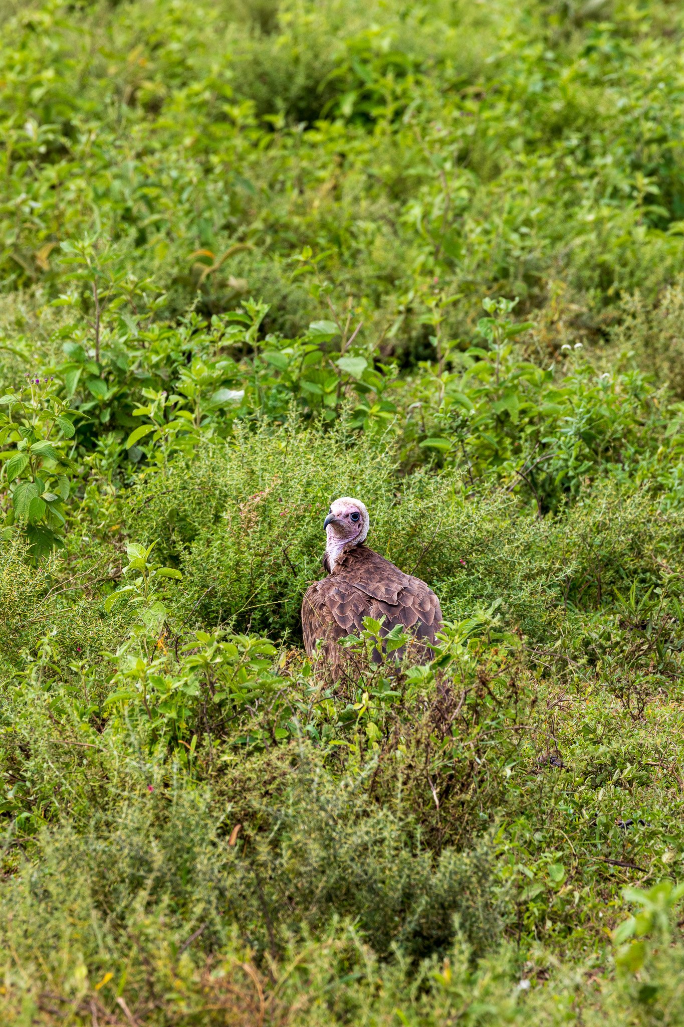 tanz19feb24serengeti122.jpg