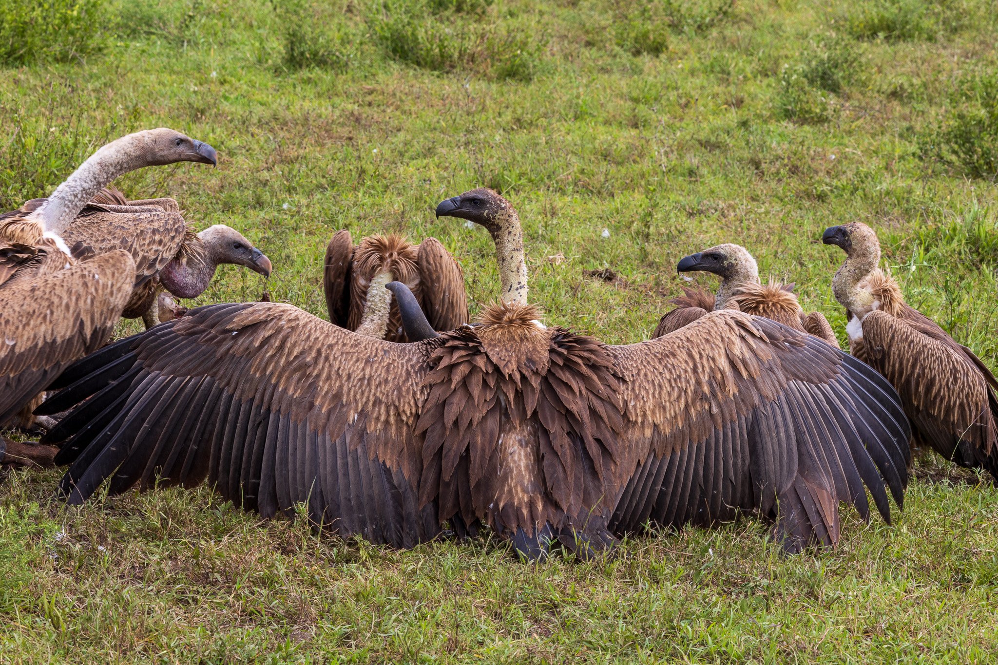 tanz19feb24serengeti130.jpg