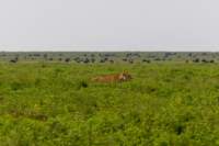 tanz19feb24serengeti138_small.jpg