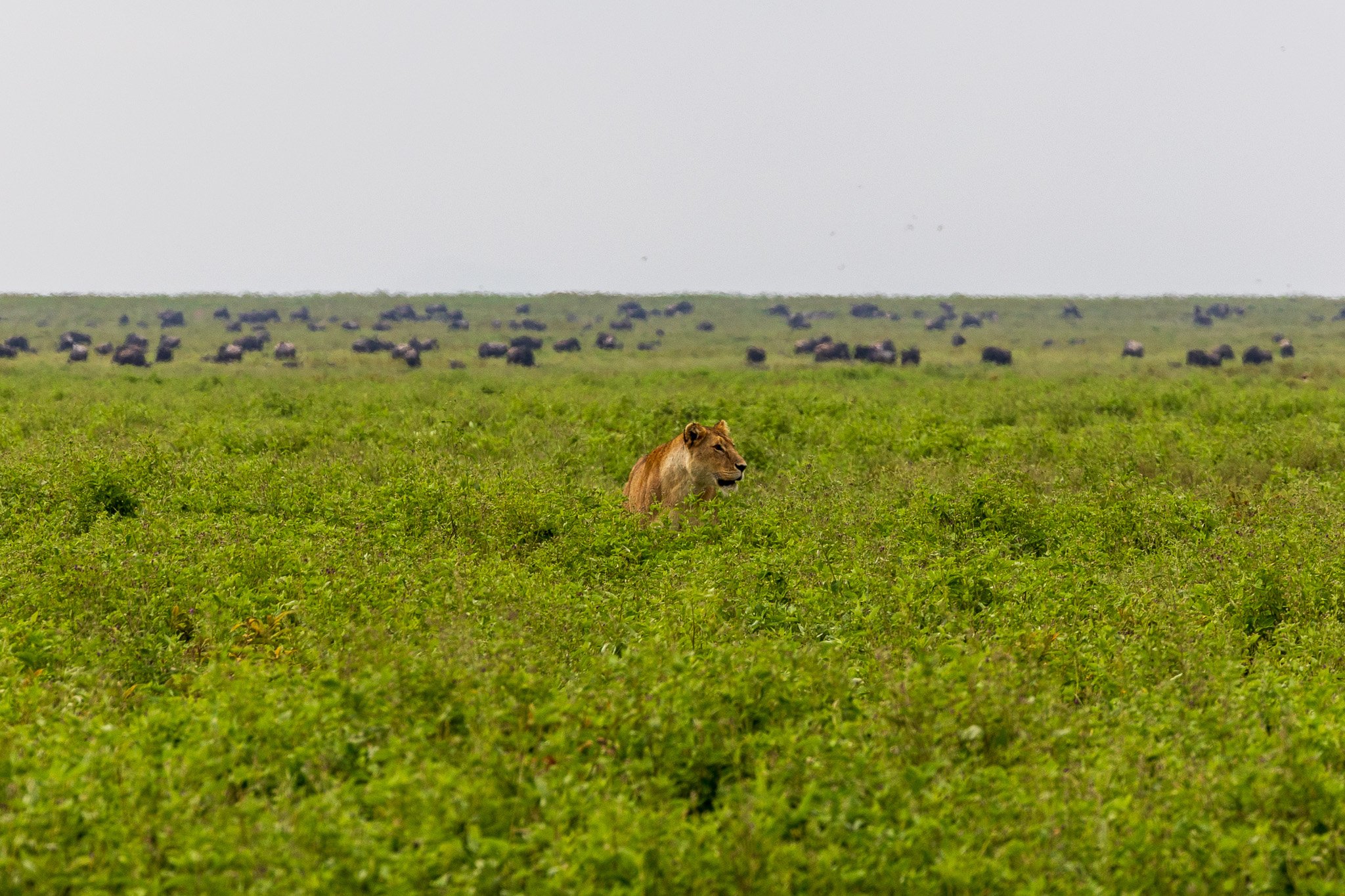 tanz19feb24serengeti139.jpg