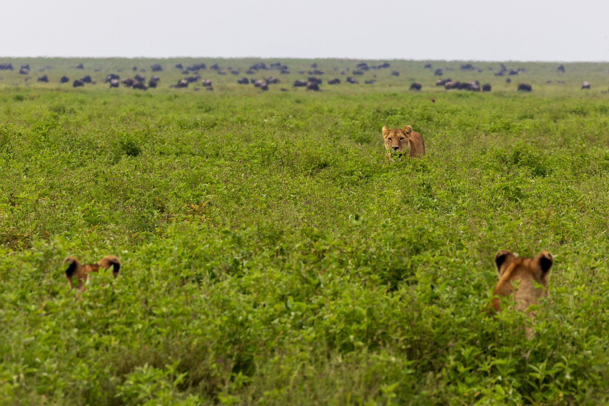 tanz19feb24serengeti140.jpg