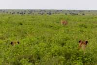 tanz19feb24serengeti140_small.jpg