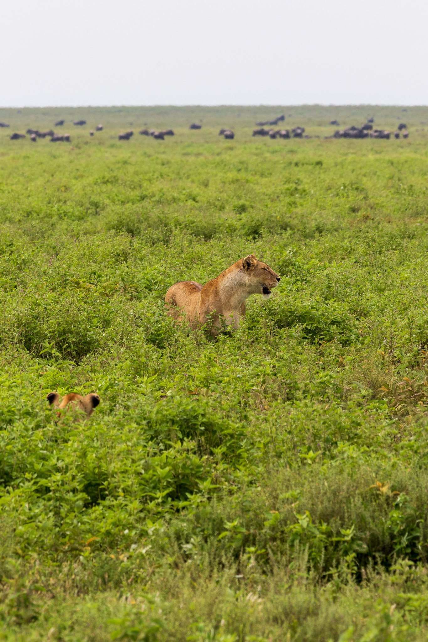 tanz19feb24serengeti141.jpg