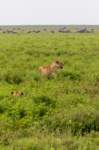 tanz19feb24serengeti141_small.jpg