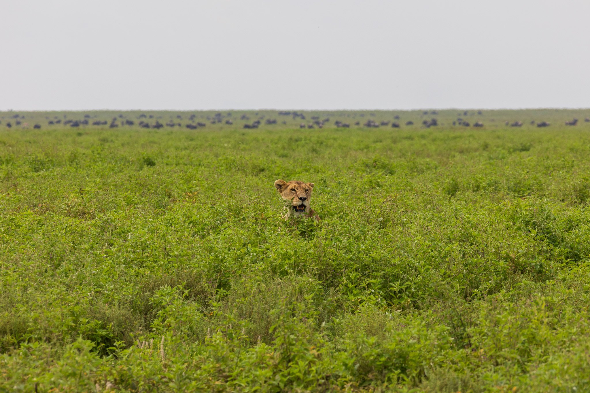 tanz19feb24serengeti142.jpg