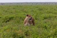 tanz19feb24serengeti143_small.jpg