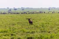 tanz19feb24serengeti144_small.jpg