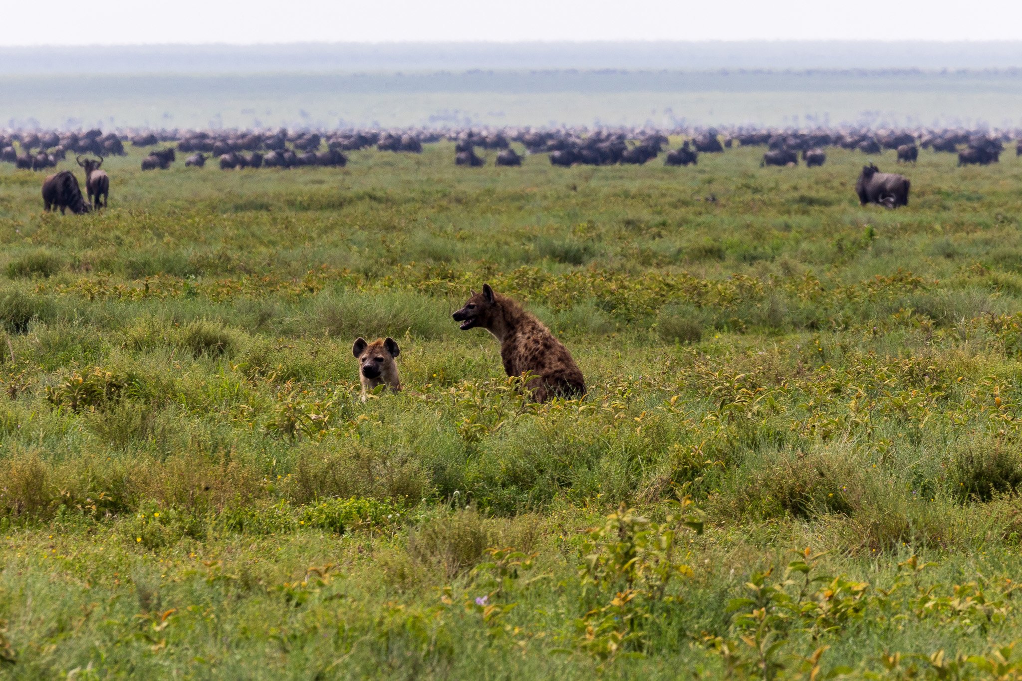 tanz19feb24serengeti145.jpg