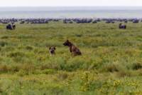 tanz19feb24serengeti145_small.jpg