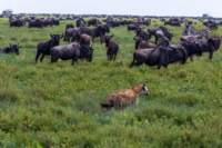 tanz19feb24serengeti146_small.jpg