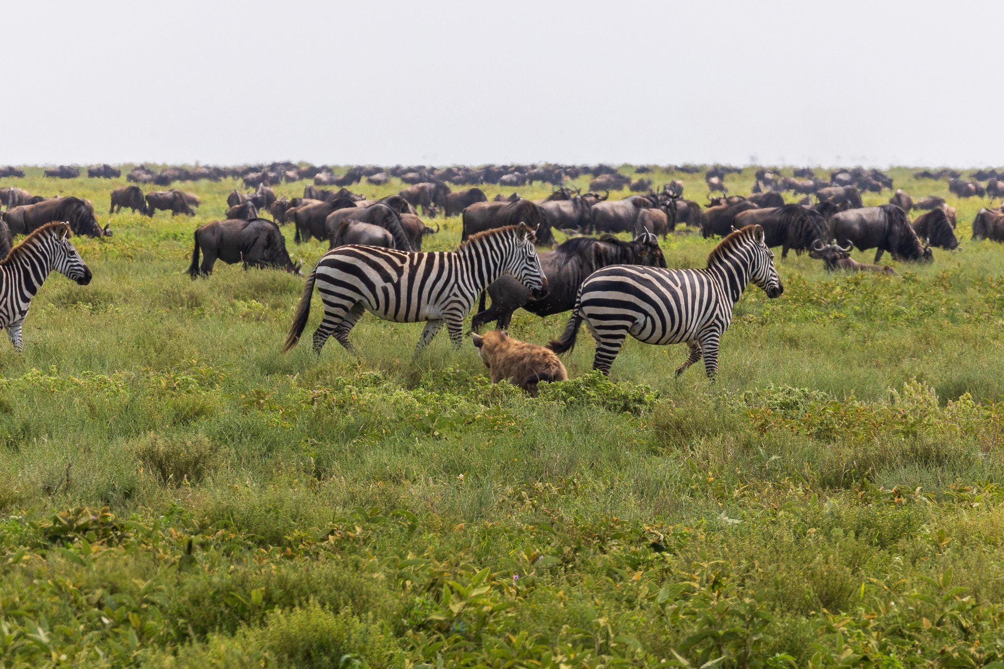 tanz19feb24serengeti148.jpg