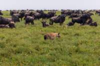 tanz19feb24serengeti149_small.jpg