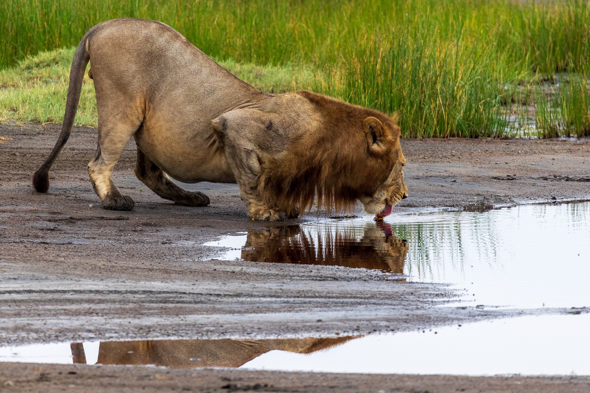 tanz19feb24serengeti15.jpg