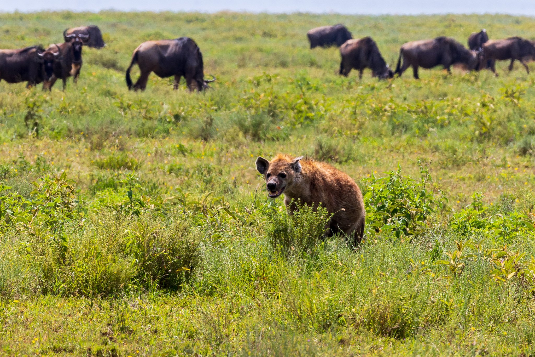 tanz19feb24serengeti150.jpg