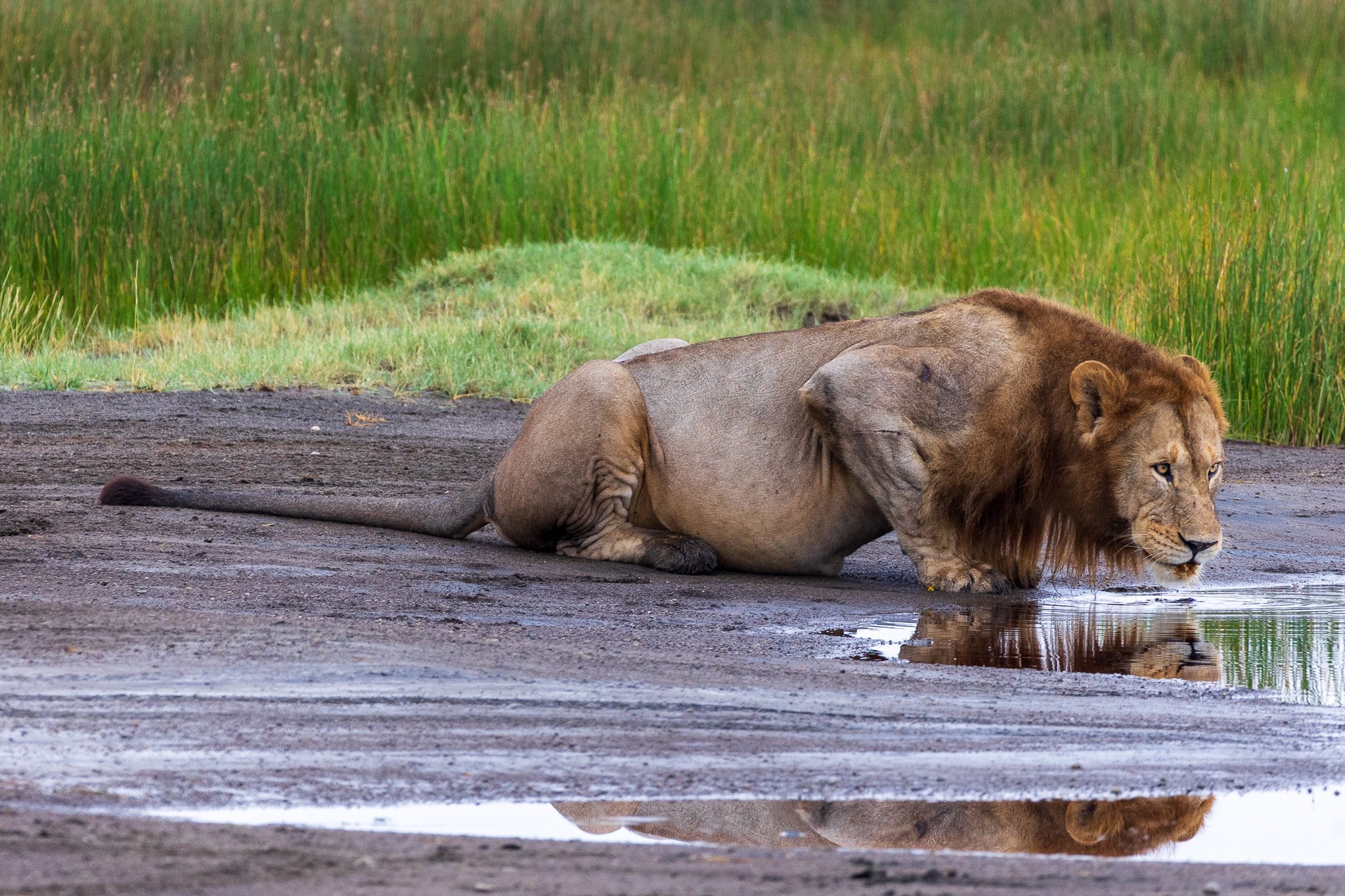 tanz19feb24serengeti16.jpg