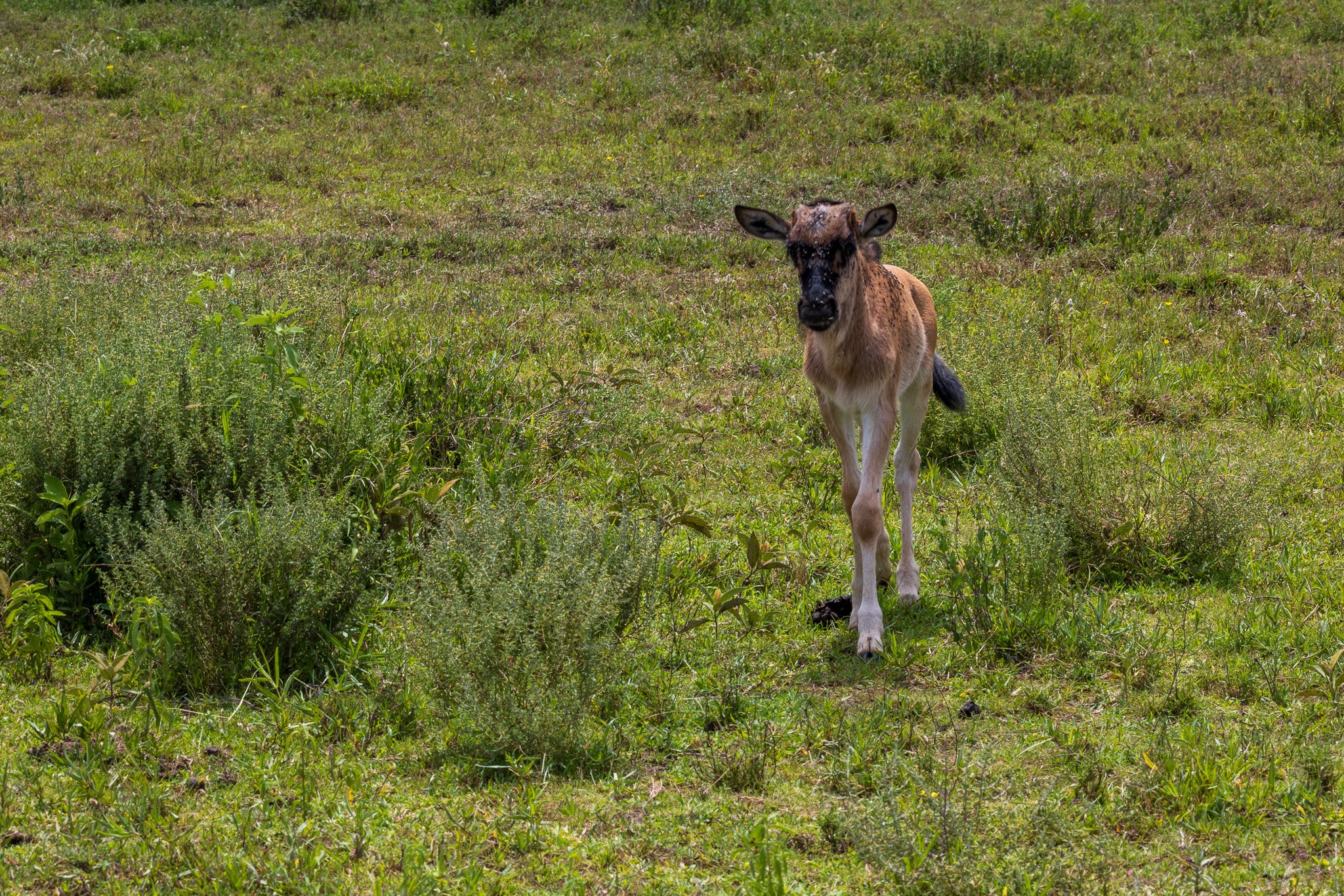 tanz19feb24serengeti160.jpg