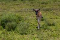 tanz19feb24serengeti160_small.jpg