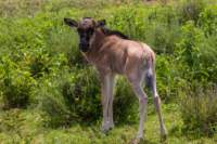 tanz19feb24serengeti162_small.jpg