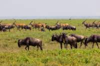 tanz19feb24serengeti163_small.jpg