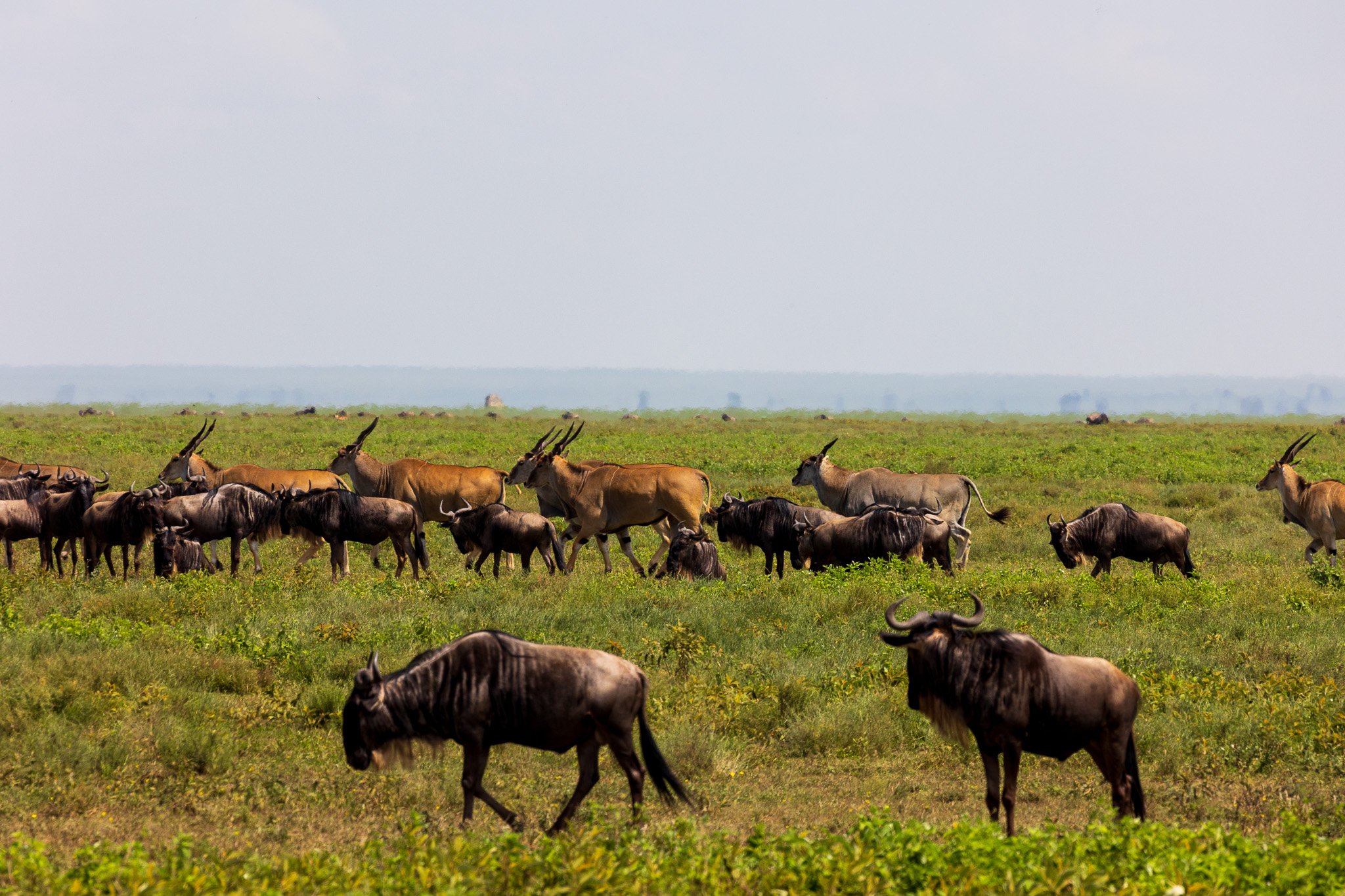 tanz19feb24serengeti165.jpg