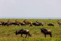 tanz19feb24serengeti165_small.jpg