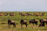 tanz19feb24serengeti166_small.jpg