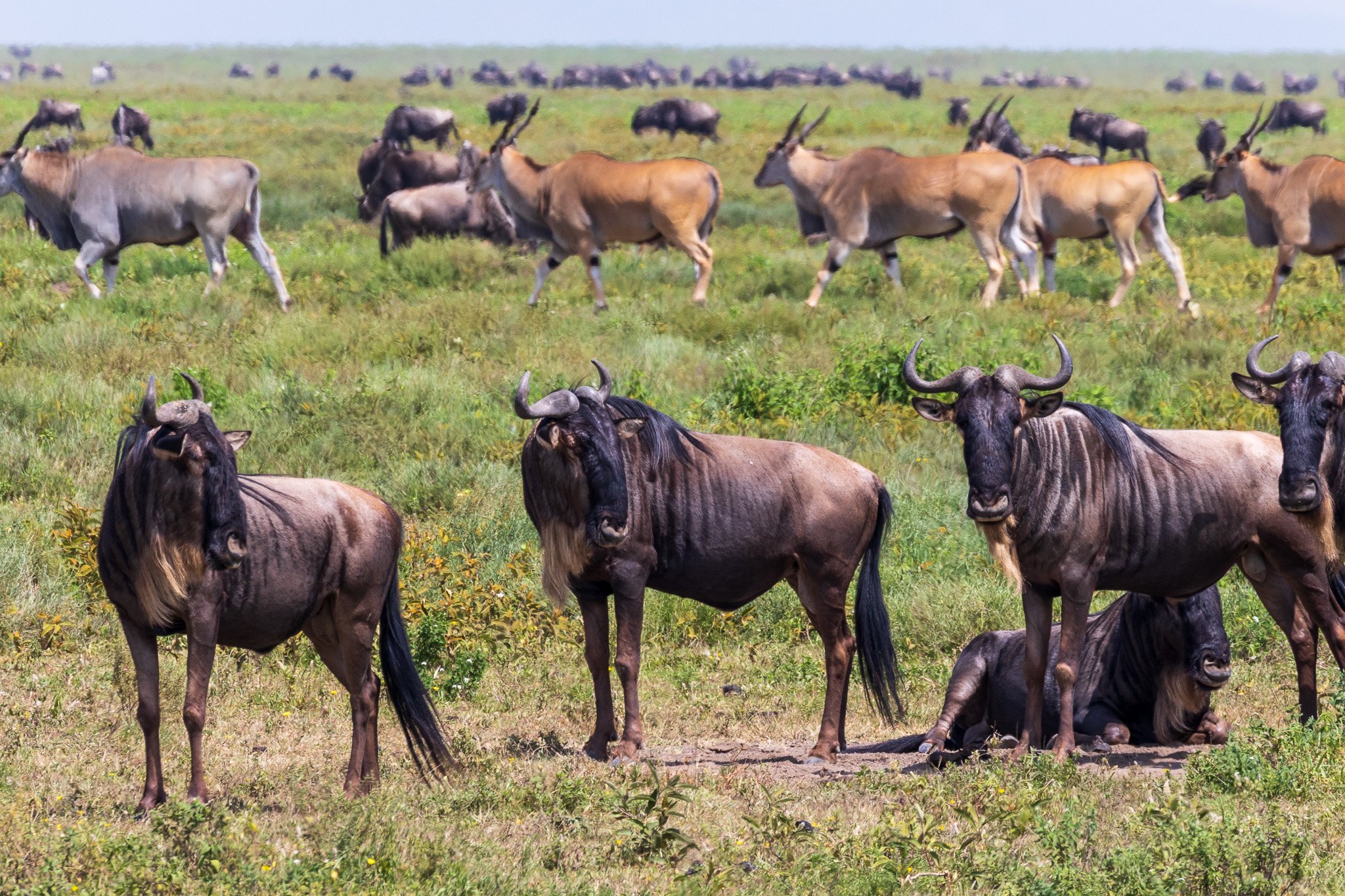 tanz19feb24serengeti167.jpg