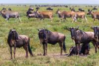 tanz19feb24serengeti167_small.jpg