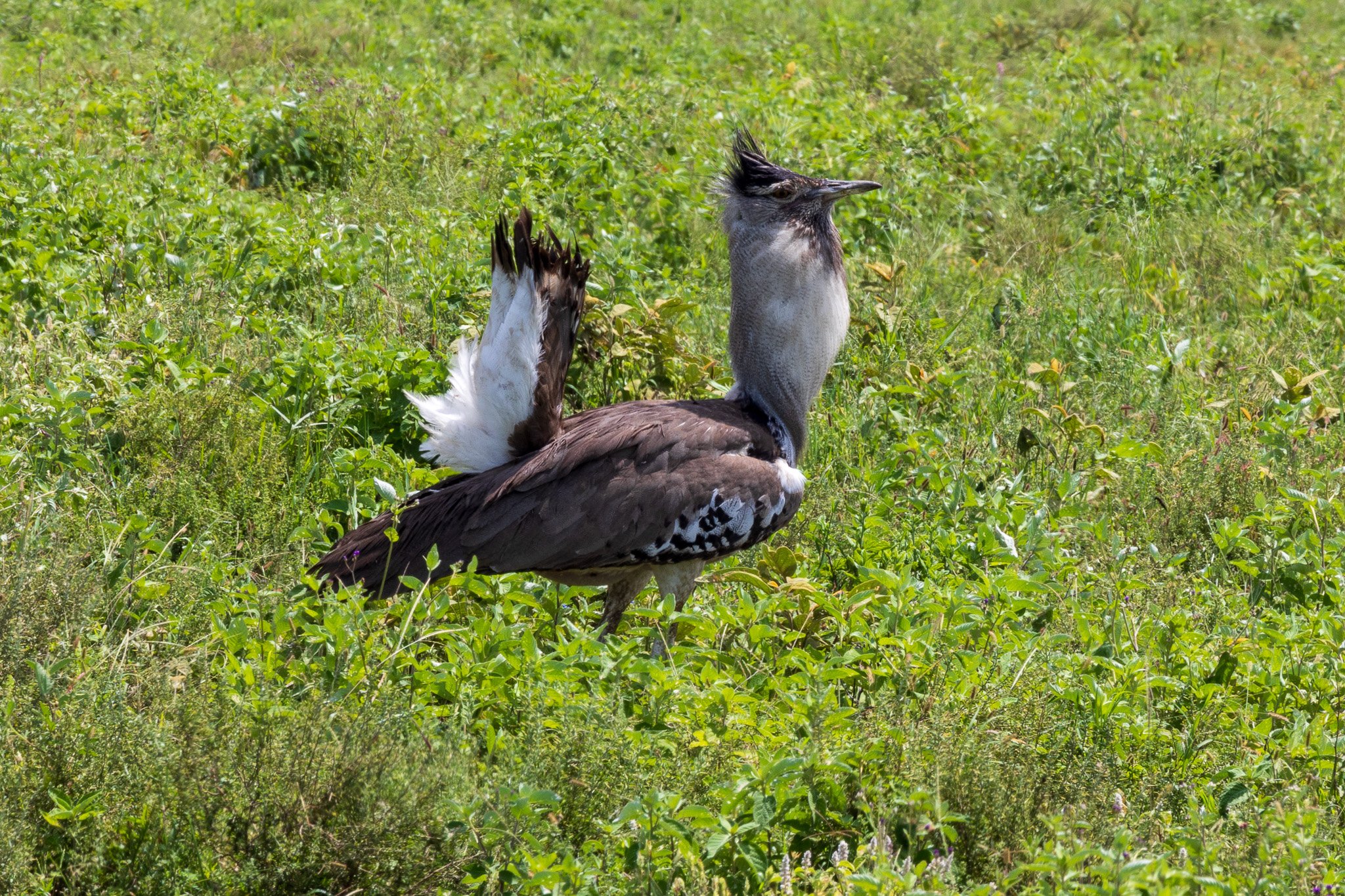 tanz19feb24serengeti172.jpg