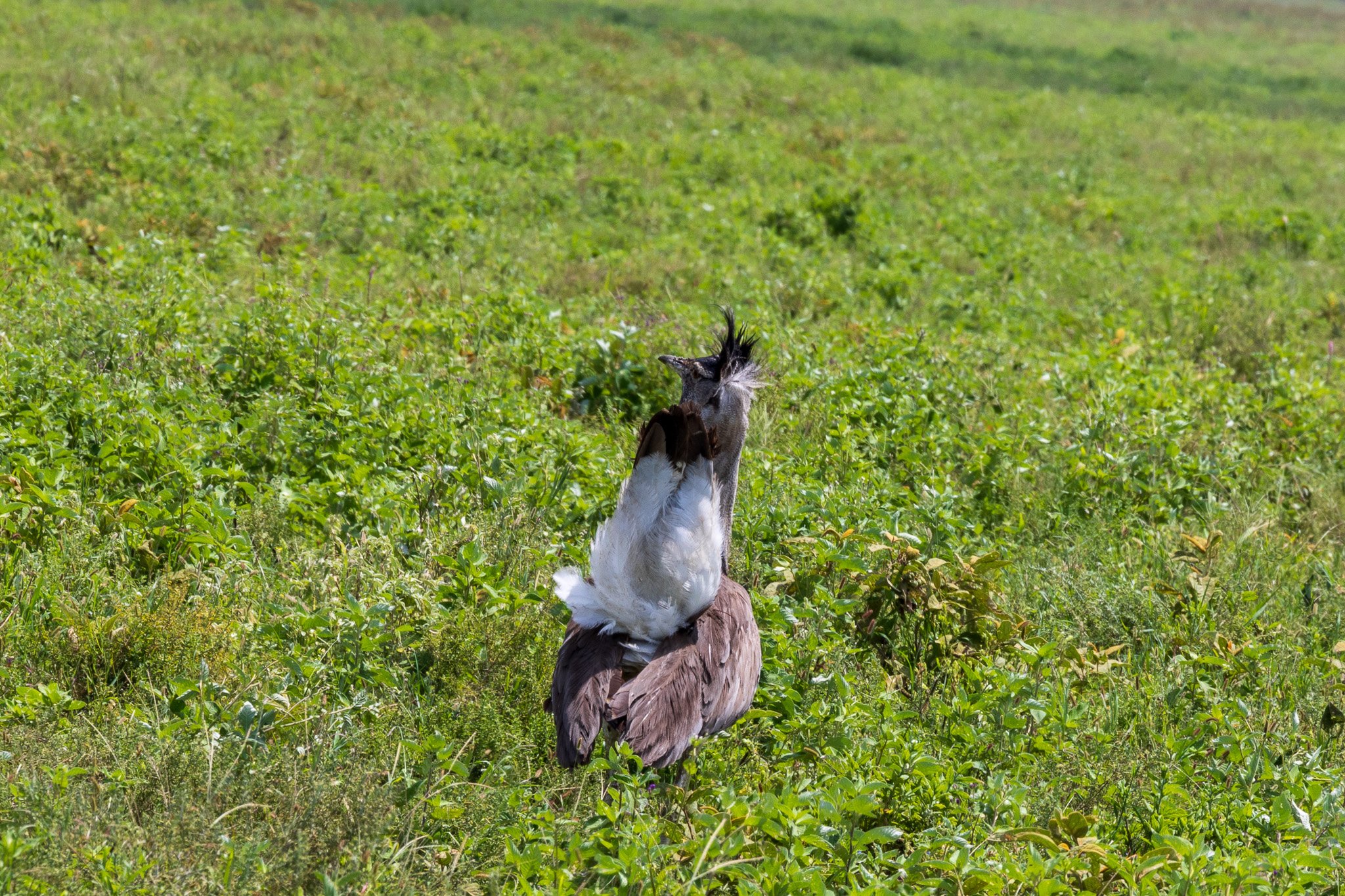 tanz19feb24serengeti174.jpg