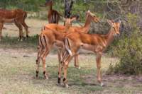 tanz19feb24serengeti175_small.jpg