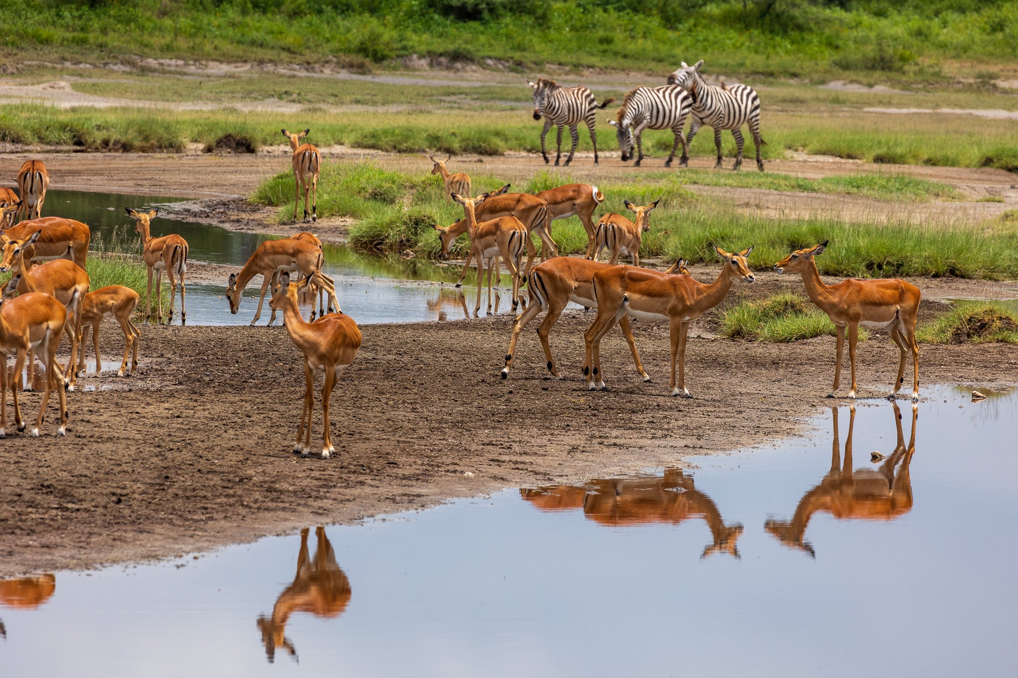 tanz19feb24serengeti176.jpg