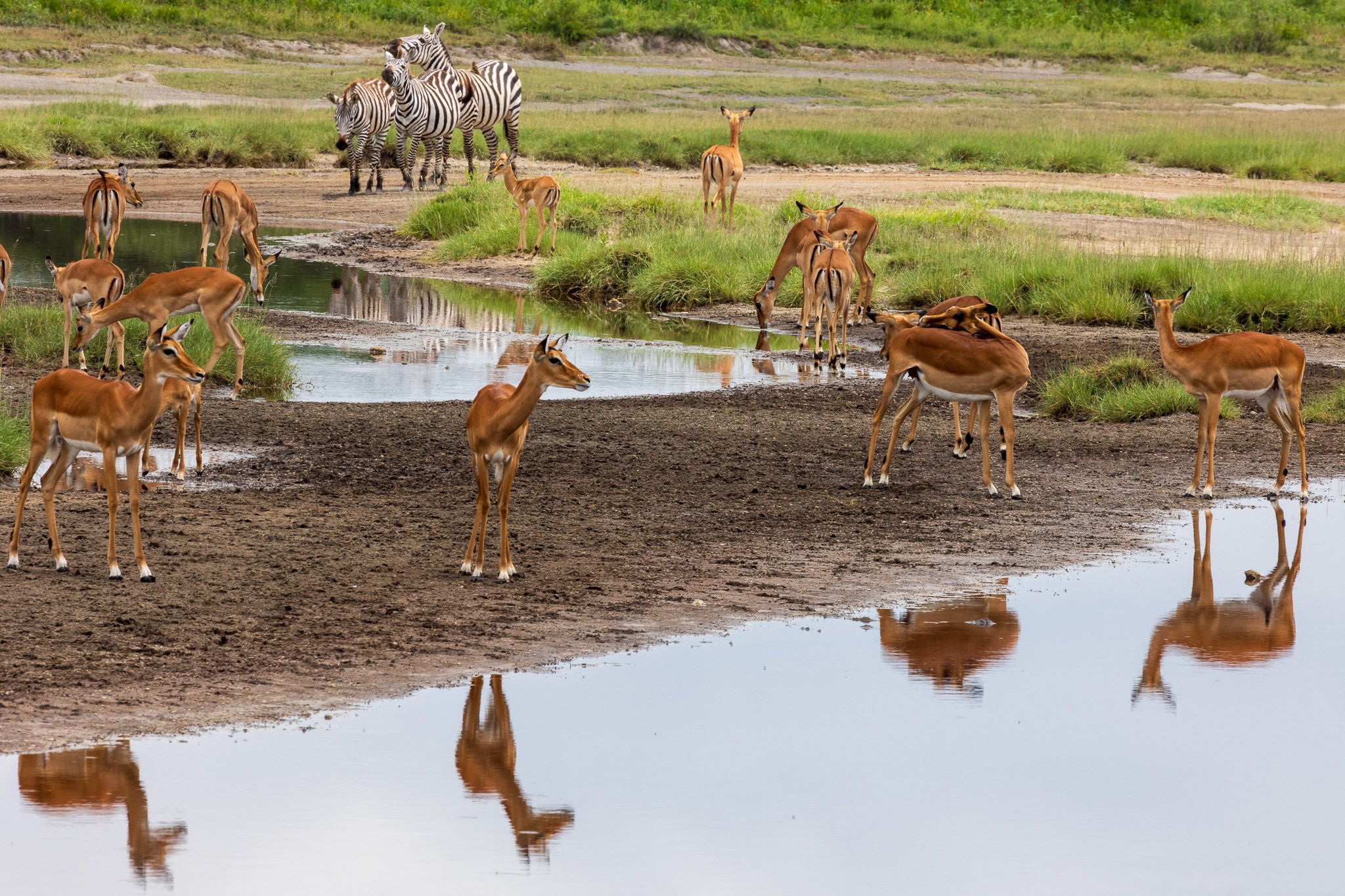 tanz19feb24serengeti177.jpg