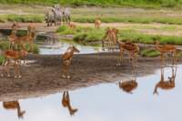 tanz19feb24serengeti177_small.jpg