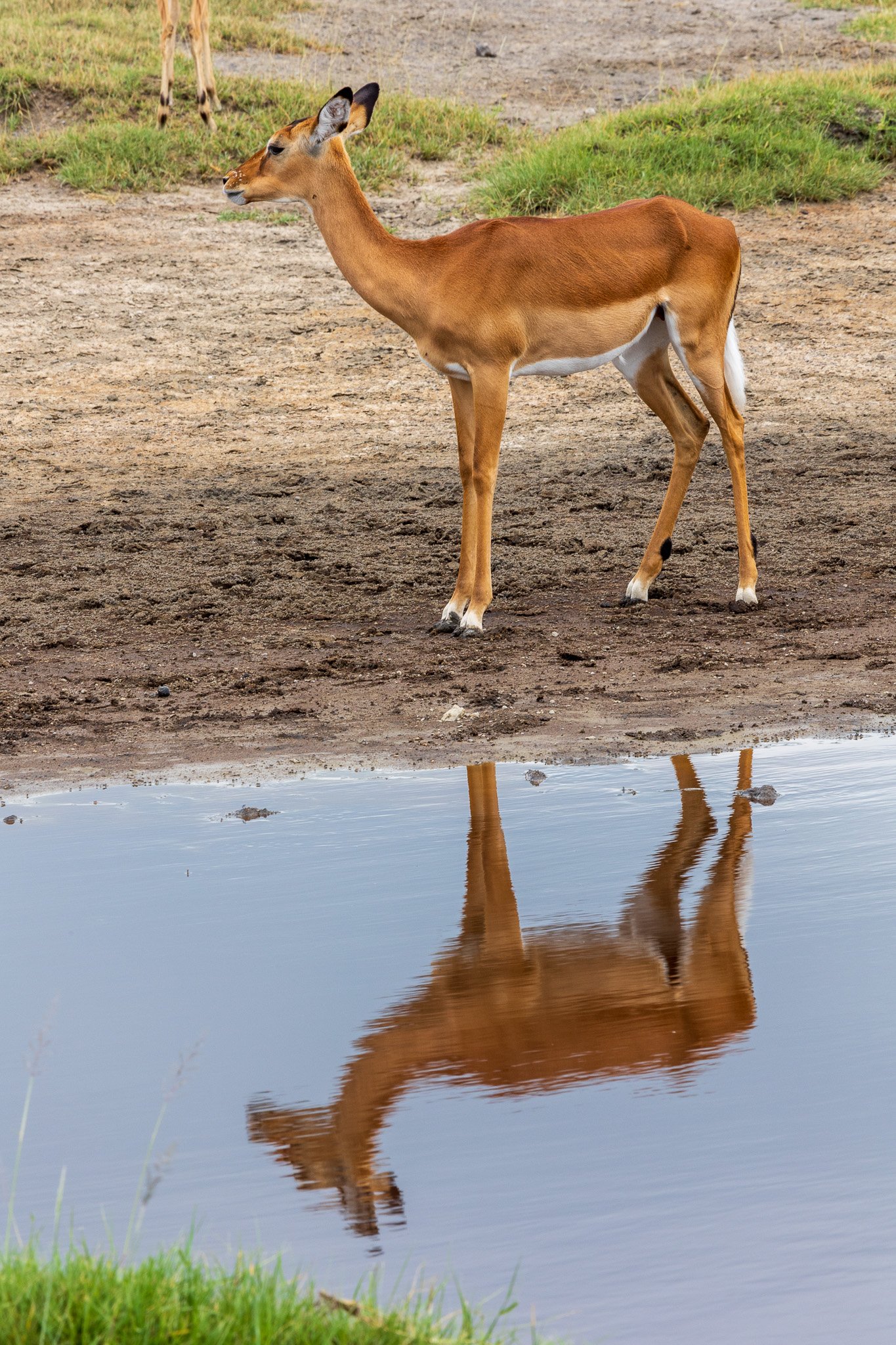 tanz19feb24serengeti178.jpg