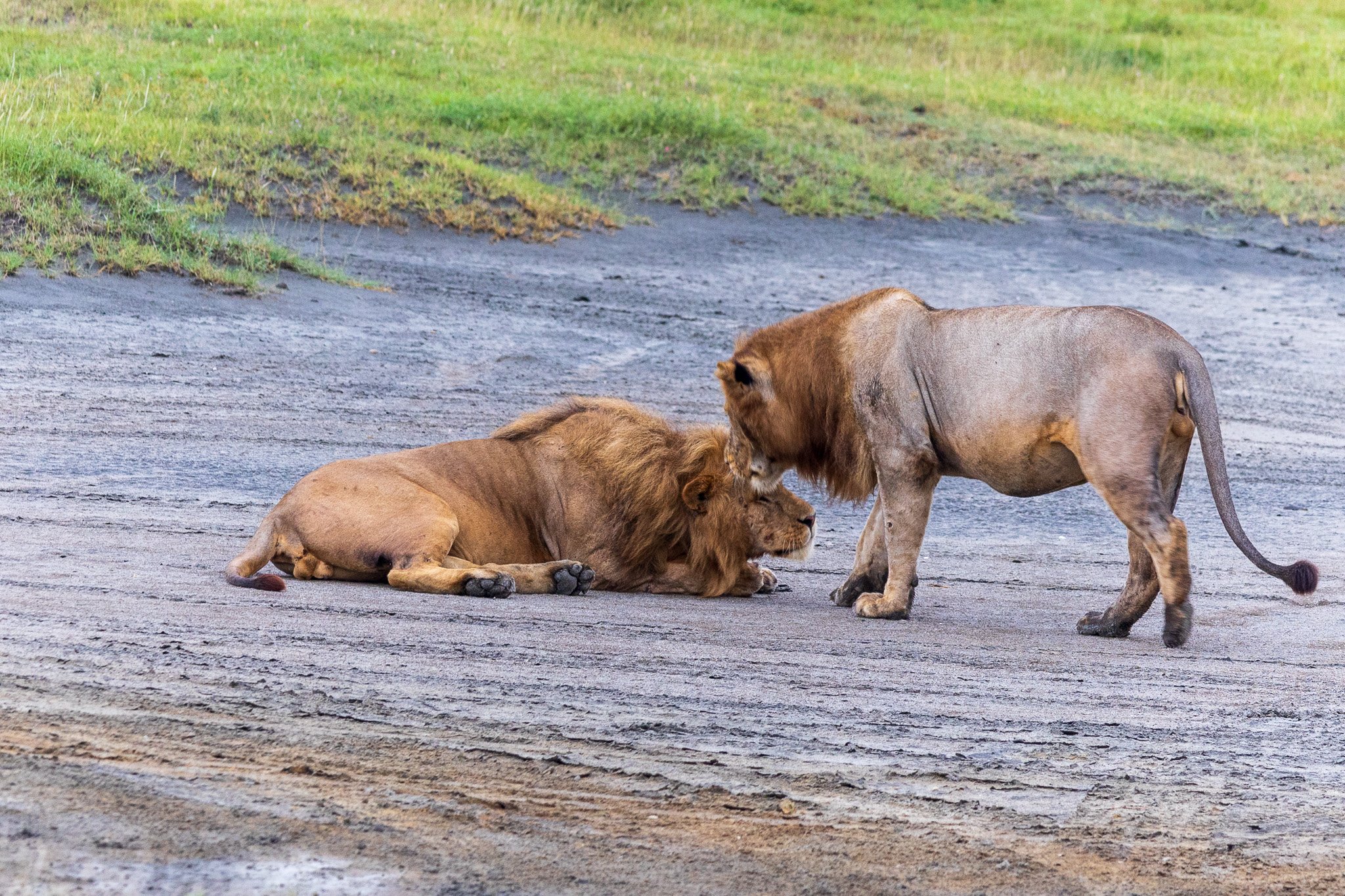 tanz19feb24serengeti18.jpg