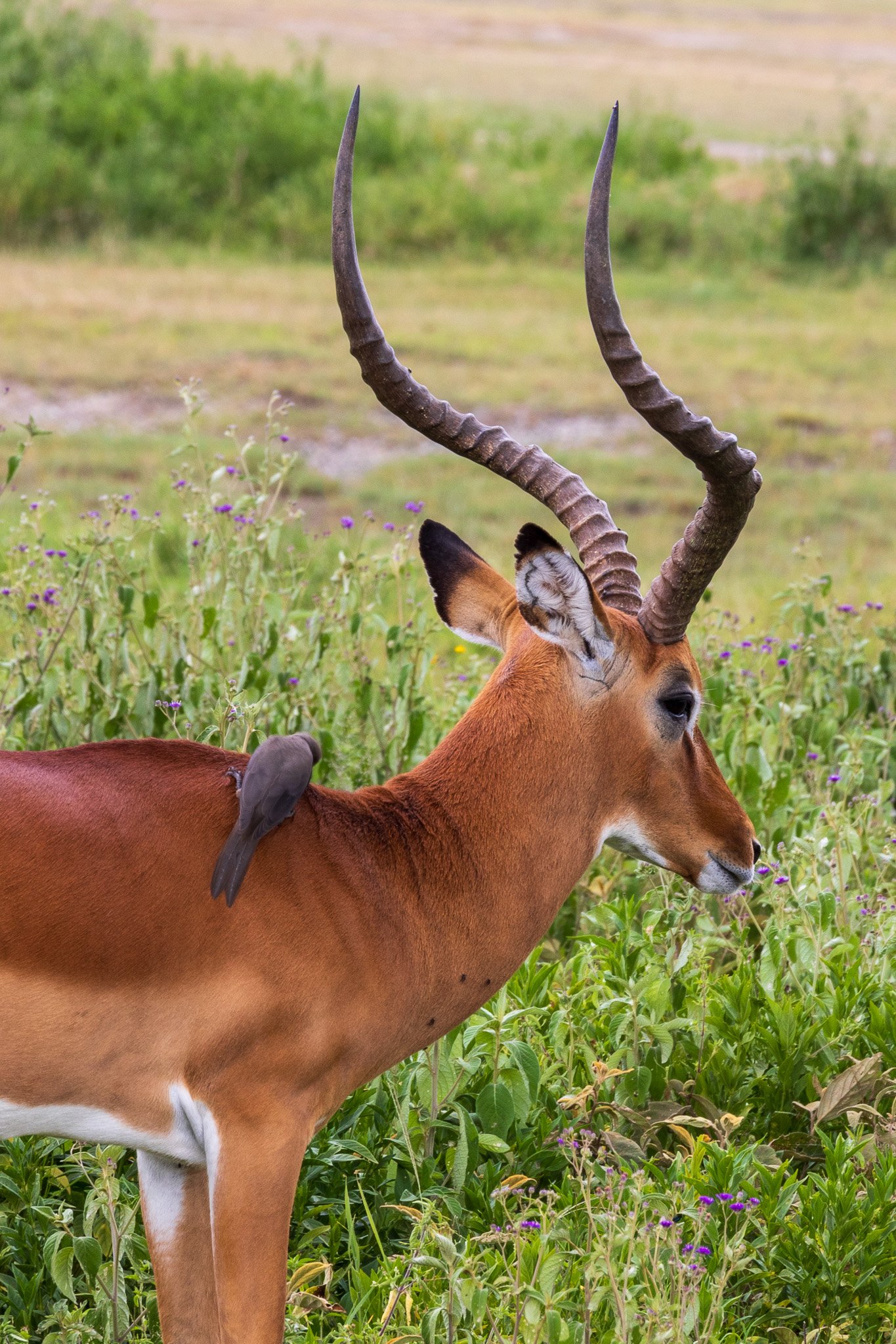 tanz19feb24serengeti180.jpg